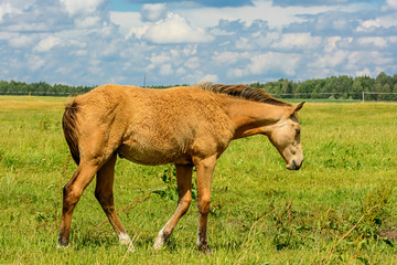 portrait of a horse on a summer field