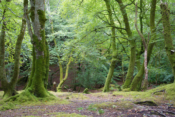 The verdant green moss adds a magical charm to the otherwise dark forest