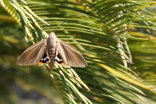 Mariposa paysandisia archon posada en ramas de cica en d&iacute;a soleado. Insecto polilla volador gris sobre hojas verdes de palmera japonesa. Plaga, especie invasora de jardines en Mediterr&aacute;neo y Europa.