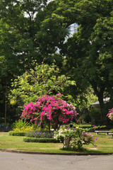 Lumphini Park. Bang Rak district of Bangkok. Kingdom of Thailand