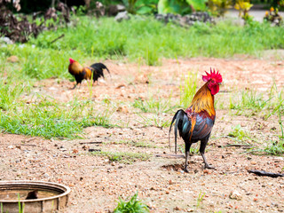  rooster on the sand in the jungle