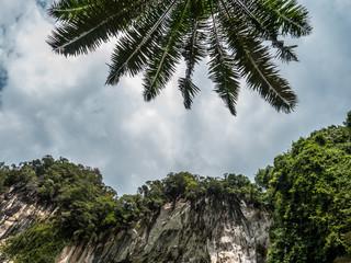 Fototapeta na wymiar leaves of palm and rock