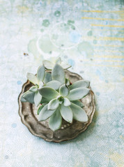 Succulents plants on table