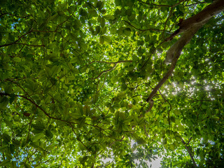 Fototapeta na wymiar the leaves of the tree from below