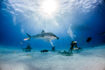 Tiger shark at Tigerbeach, Bahamas