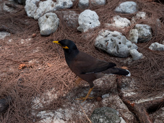bird in the tropics