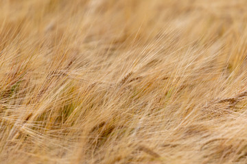 Wild Wheat