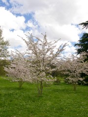 Parc de Bagatelle/Paris,France