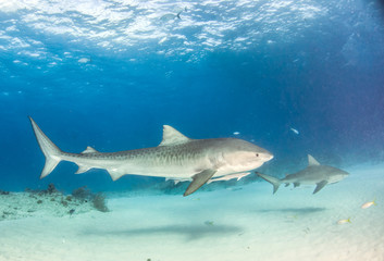 Tiger shark at Tigerbeach, Bahamas