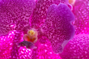 Close up of beautiful flower orchid in garden