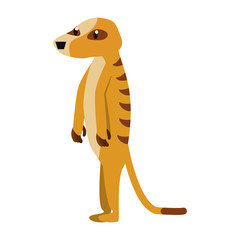 Meerkat wild animal cartoon vector illustration graphic design