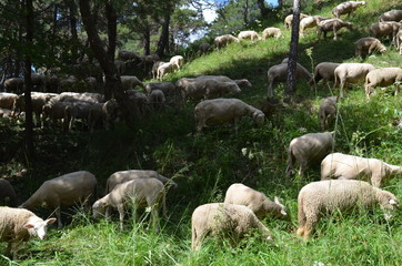 Obraz premium Schafherde auf Waldweide