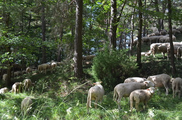 Schafherde auf Waldweide