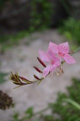 Obraz premium Rosa Blüte vor Sandstein