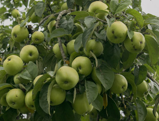 green juicy apples from the village