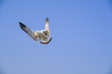 Brown-headed gull The Seagull It is different from other seagulls with large white stripes at the base of the wings. The adults have white stripes at the ends of the wings, which are black. 