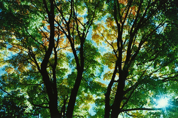Obraz premium Sunbeams through the trees