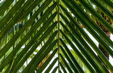 palm leaf