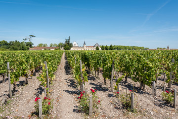Fototapeta na wymiar MEDOC (Gironde, France), vignoble de Margaux