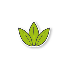 Green tea leaf patch