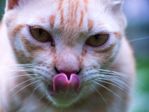  the cat lickens