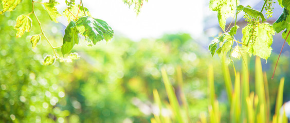 background with green leaf with bokeh and sunlight