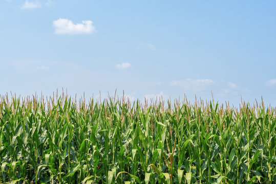 corn field in rural Illinois