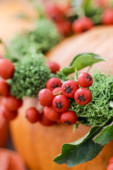 Pumpkin decorated with wreath with red berries (cotoneaster horizontalis) and green moss.