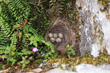 Vista cenital de un nido de pájaros escondido en un rincón, con huevos pequeños, rodeado de helechos, musgo y piedra. Nidada en patio exterior de casa en primavera.