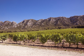 Vineyard in the Les Alpilles Region in St. Remy de Provence. Buches du Rhone, Provence, France..