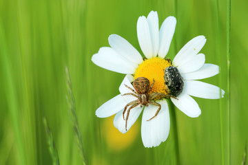 Braune Krabbenspinne