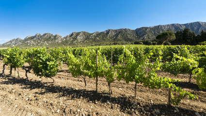 Vineyard in the Les Alpilles Region in St. Remy de Provence. Buches du Rhone, Provence, France..