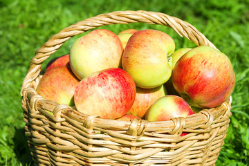 harvest juicy ripe fruit apples in basket