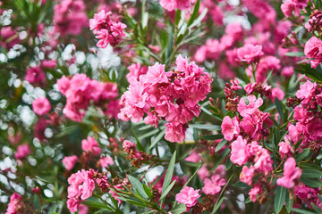 Obraz premium Oleander flowers blooming in summer, Jeju island, South Korea, Asia