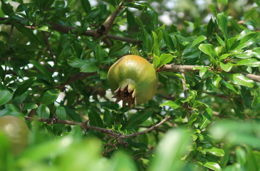 Obraz premium Pomegranate