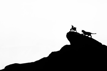 silhouette tiger  hunting goats