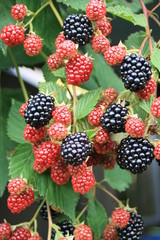 Brombeerstrauch © Inka