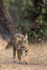 Tiger Head-on From Ranthambore Tiger Reserve Rajasthan India