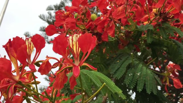 Flammenbaum (delonix regia)