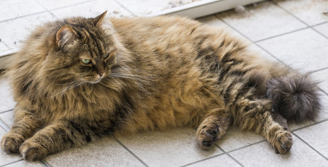 Haired cat in a garden. Hypoallergenic pet of livestock, siberian breed brown color female