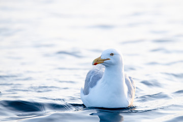 Norwegian Seagull