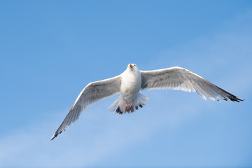 Norwegian Seagull