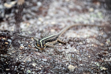 Lizard