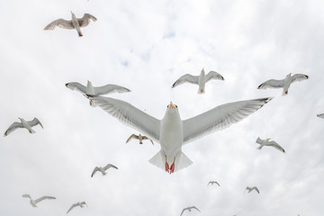 Obraz premium Norwegian Seagulls in air