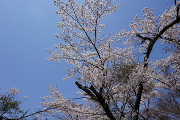 空と桜