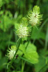 Ährige Teufelskralle