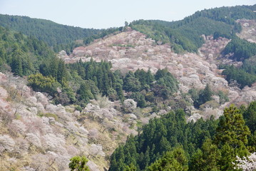 Fototapeta premium 吉野山の桜