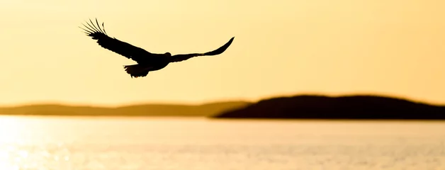 Foto auf Acrylglas Norwegischer Seeadler im Sonnenuntergang © STUEDAL