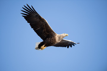 Norwegian white tailed eagle in air
