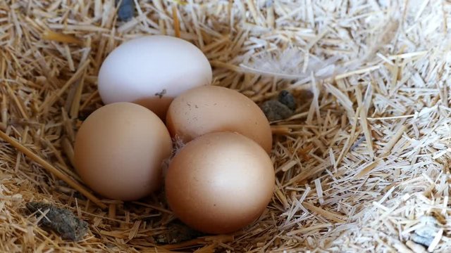 natural organic chicken eggs, in the coop

